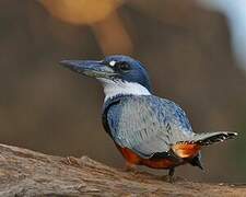 Ringed Kingfisher