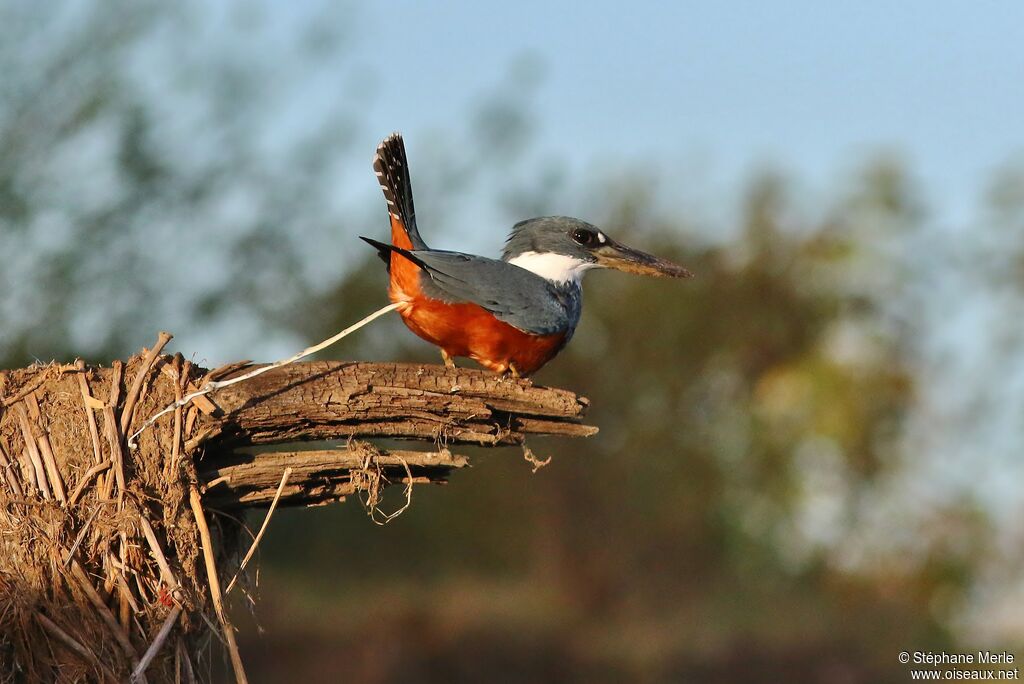 Ringed Kingfisher female adult