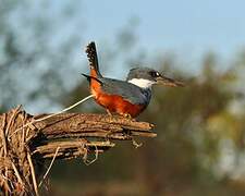 Ringed Kingfisher