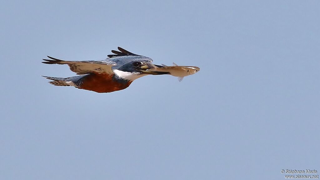 Ringed Kingfisheradult