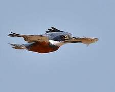 Ringed Kingfisher