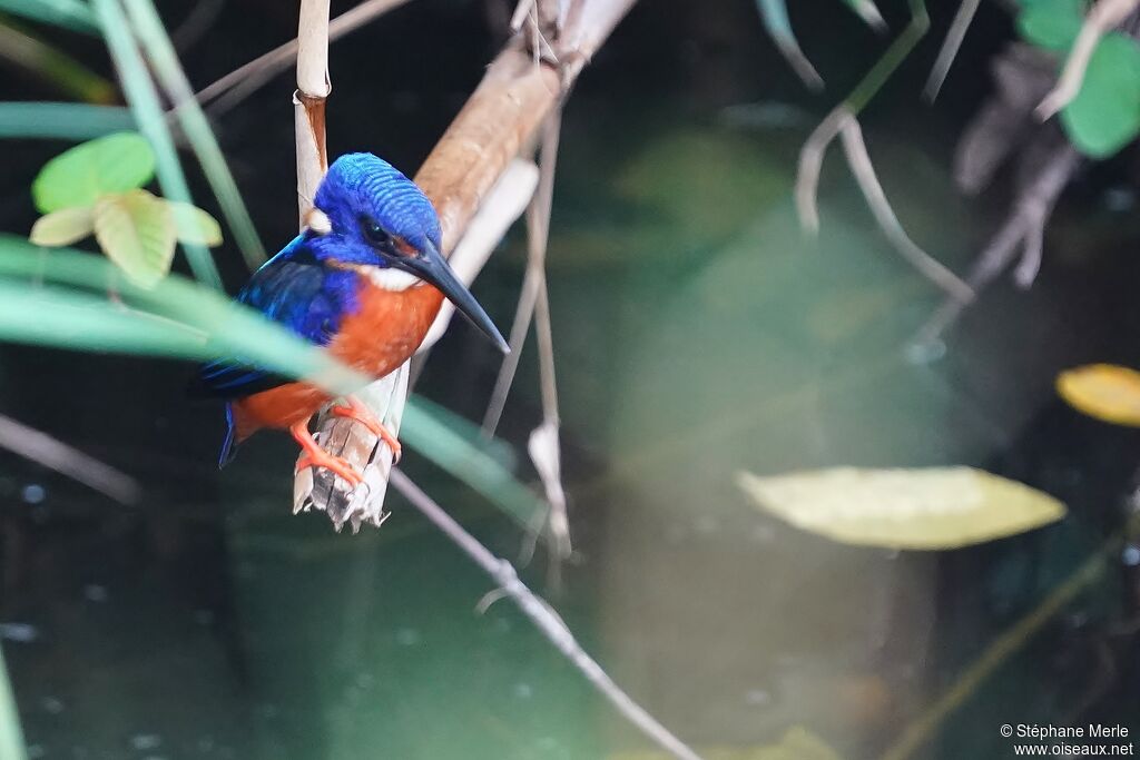 Shining-blue Kingfisheradult