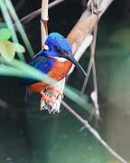 Shining-blue Kingfisher