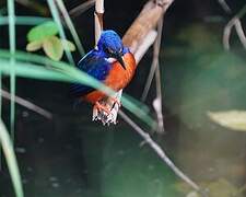 Shining-blue Kingfisher