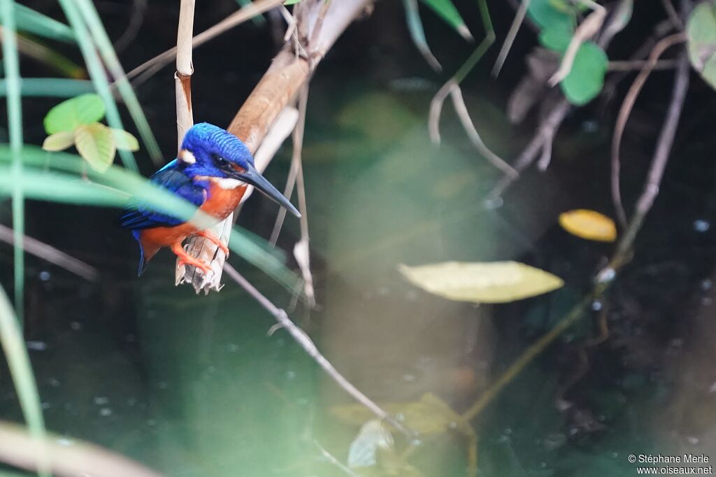 Shining-blue Kingfisheradult