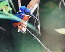 Shining-blue Kingfisher