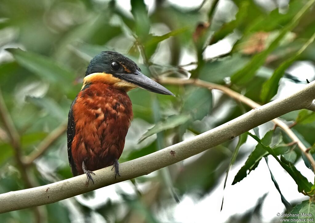 Green-and-rufous Kingfisheradult