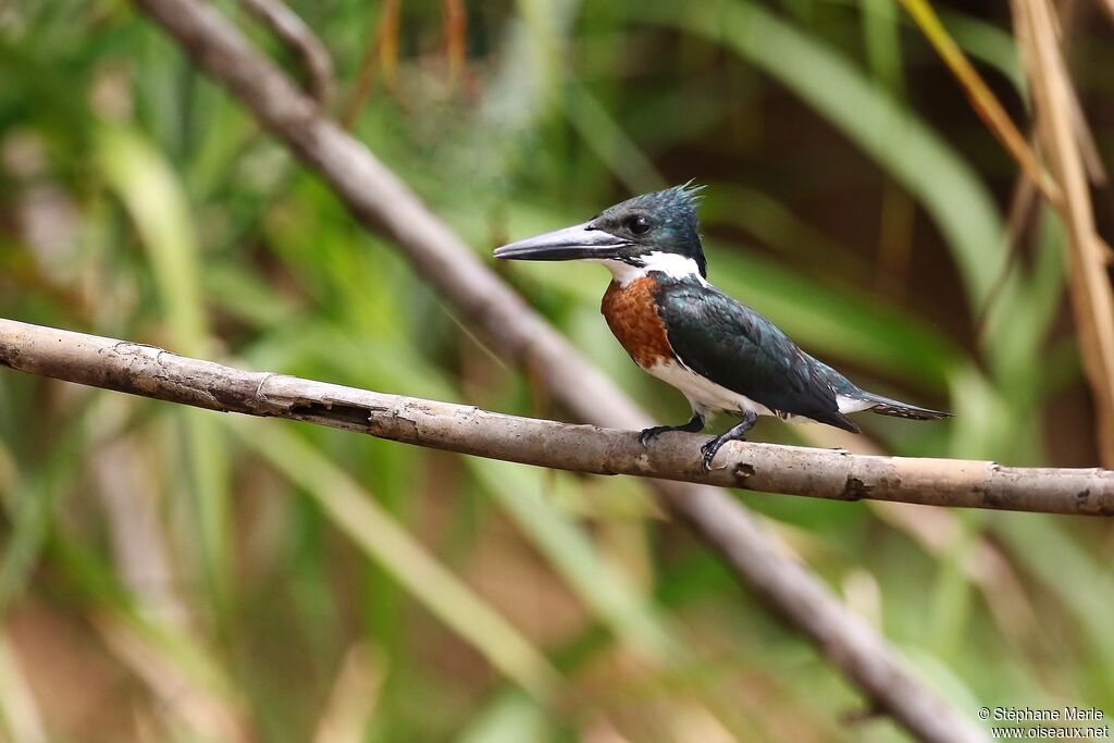 Amazon Kingfisher male adult