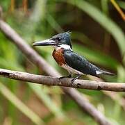 Amazon Kingfisher