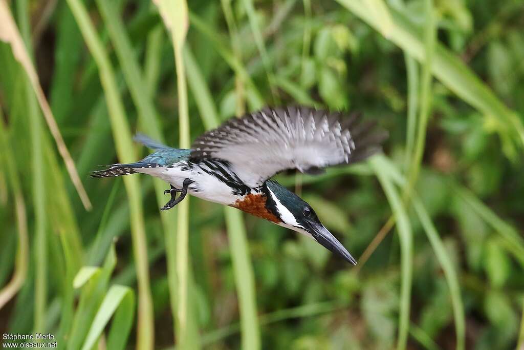 Martin-pêcheur d'Amazonie mâle adulte, Vol, pêche/chasse