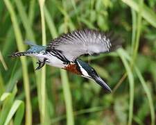 Martin-pêcheur d'Amazonie