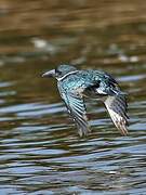 Belted Kingfisher