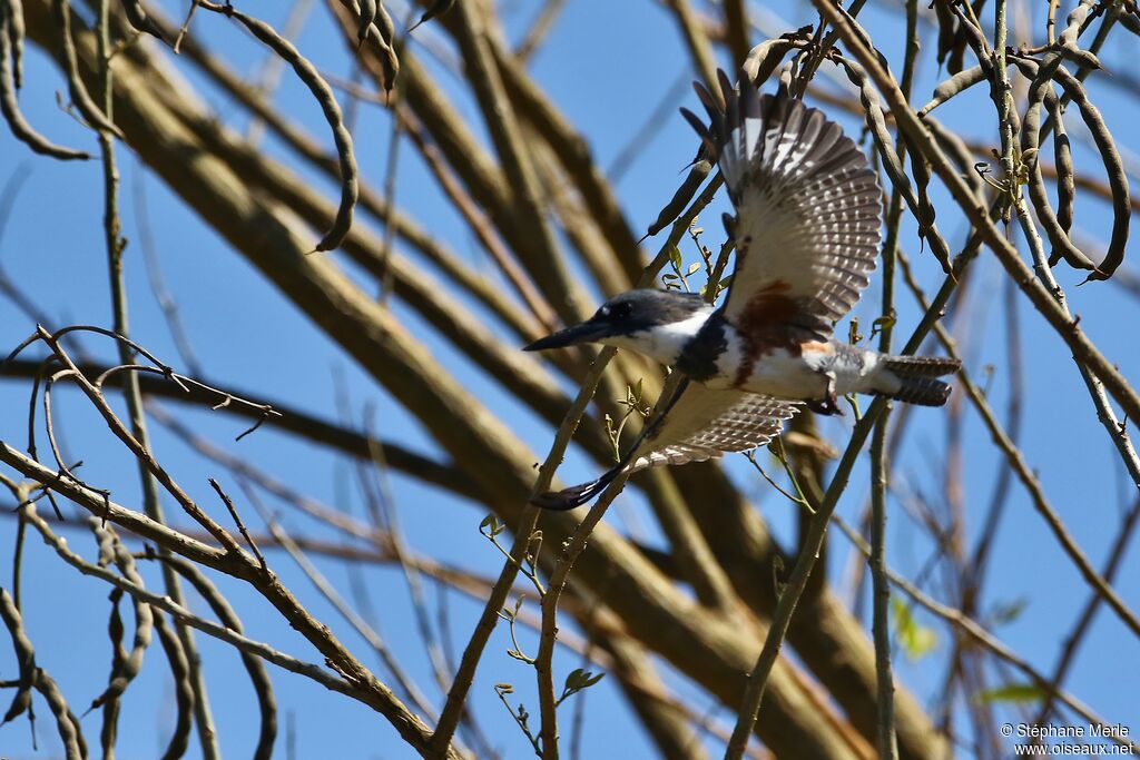 Belted Kingfisher female adult