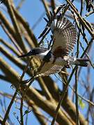 Belted Kingfisher