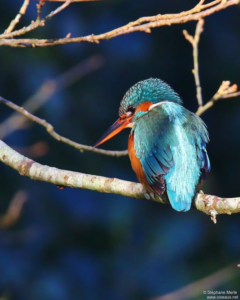 Common Kingfisher female adult