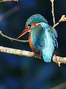 Common Kingfisher