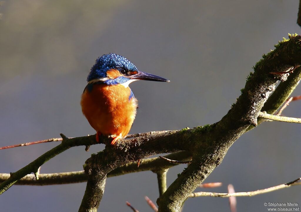 Common Kingfisher male adult