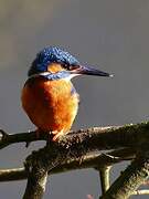 Common Kingfisher