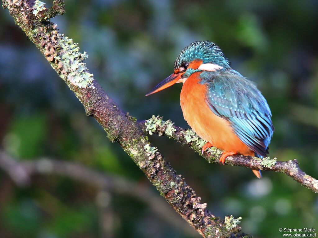 Common Kingfisher female