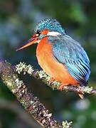 Common Kingfisher