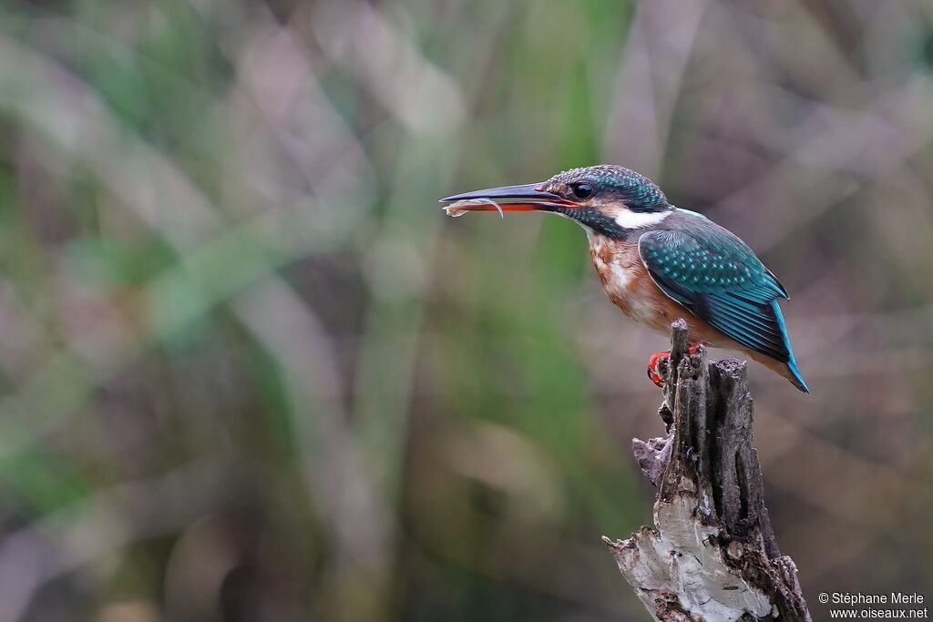 Common Kingfisher female adult