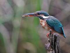 Common Kingfisher