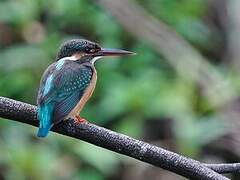 Common Kingfisher