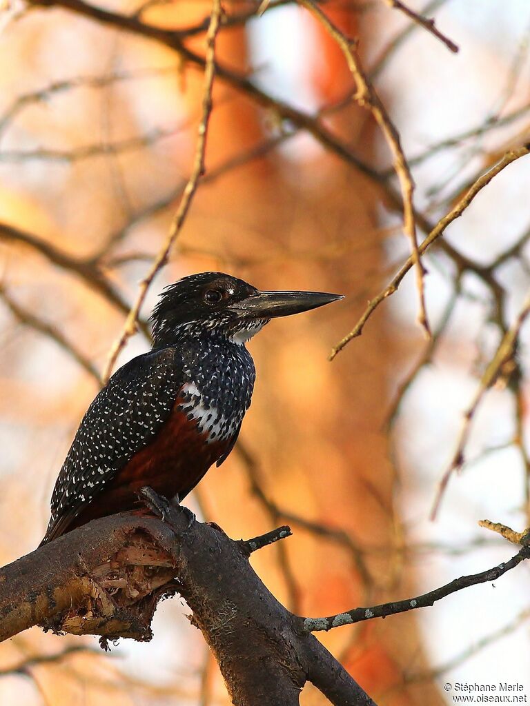 Giant Kingfisher female adult