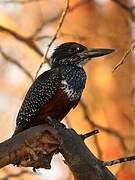 Giant Kingfisher