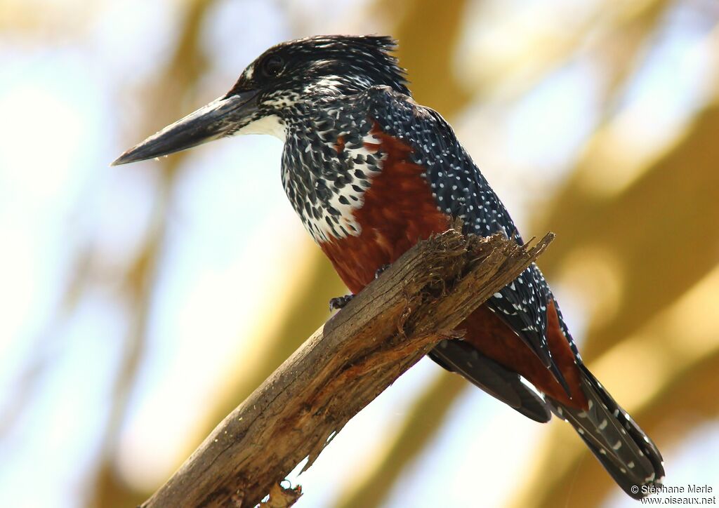 Giant Kingfisher female