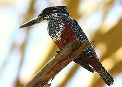 Giant Kingfisher