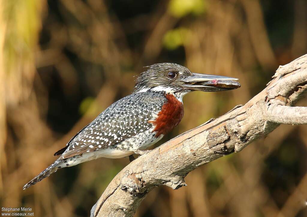 Martin-pêcheur géant mâle adulte, identification