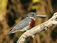 Giant Kingfisher