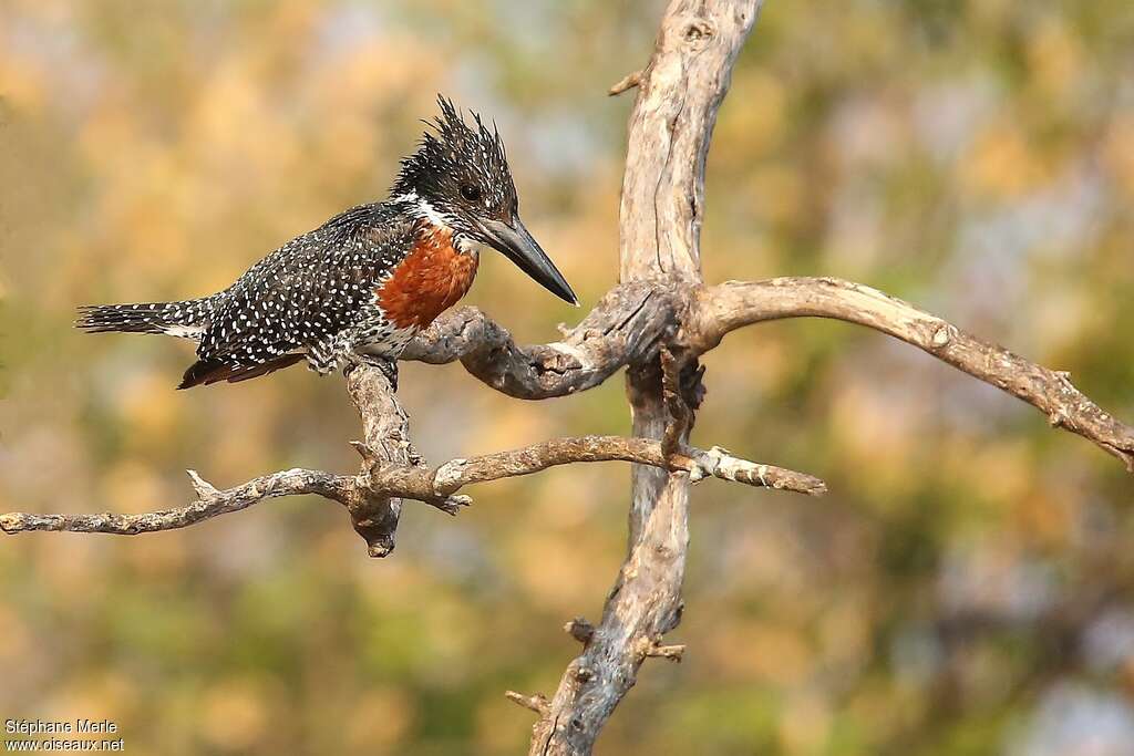 Giant Kingfisher male adult, identification