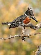 Giant Kingfisher