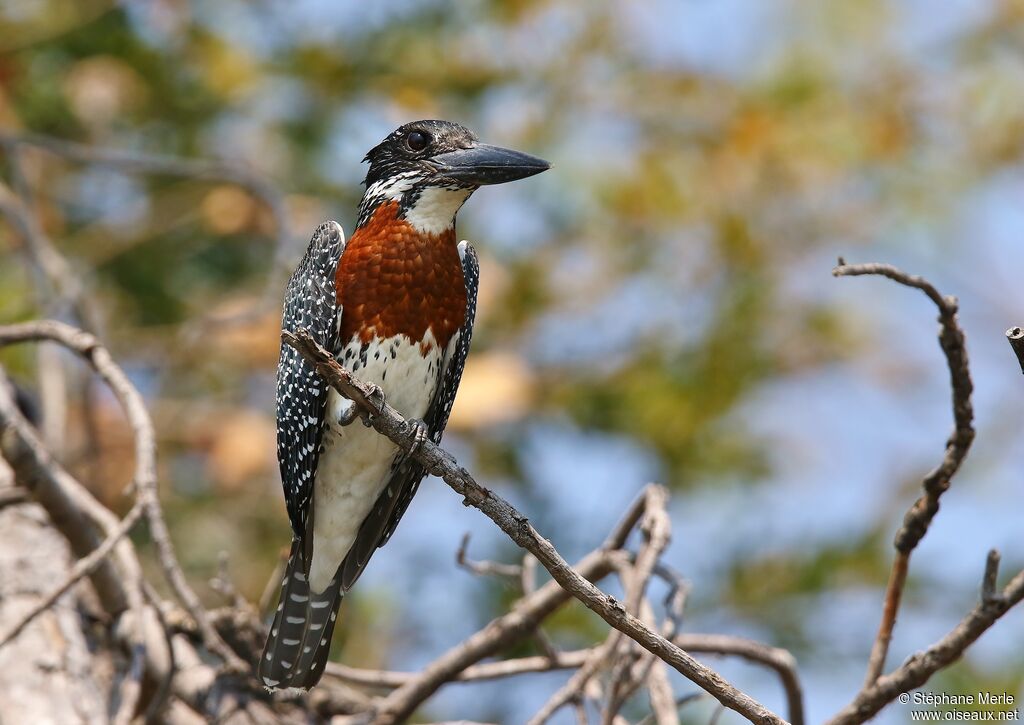 Giant Kingfisher male