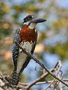 Giant Kingfisher