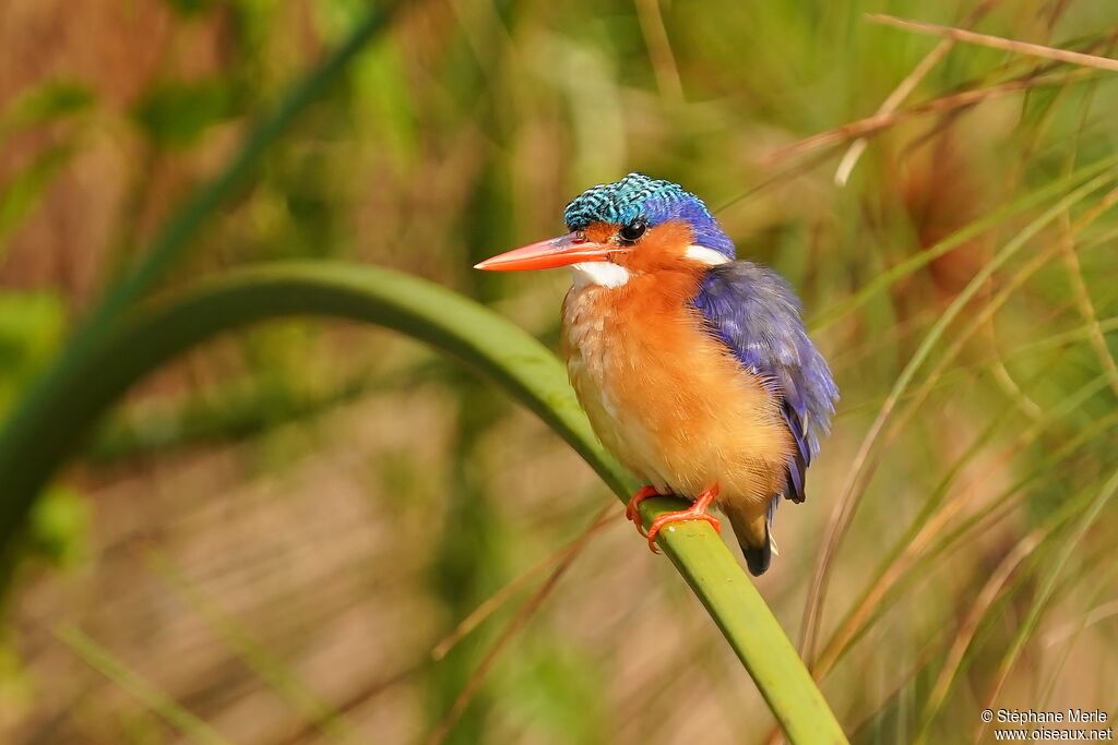 Malachite Kingfisheradult