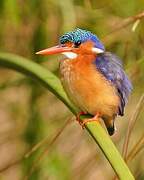 Malachite Kingfisher