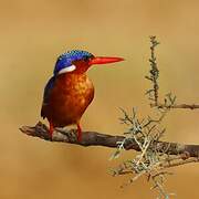 Malachite Kingfisher