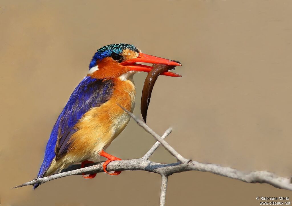 Malachite Kingfisheradult