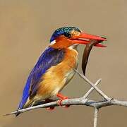 Malachite Kingfisher