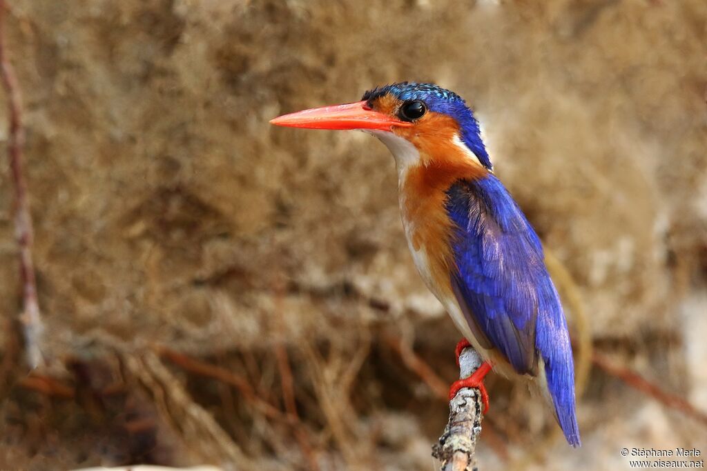 Malachite Kingfisheradult