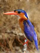 Malachite Kingfisher