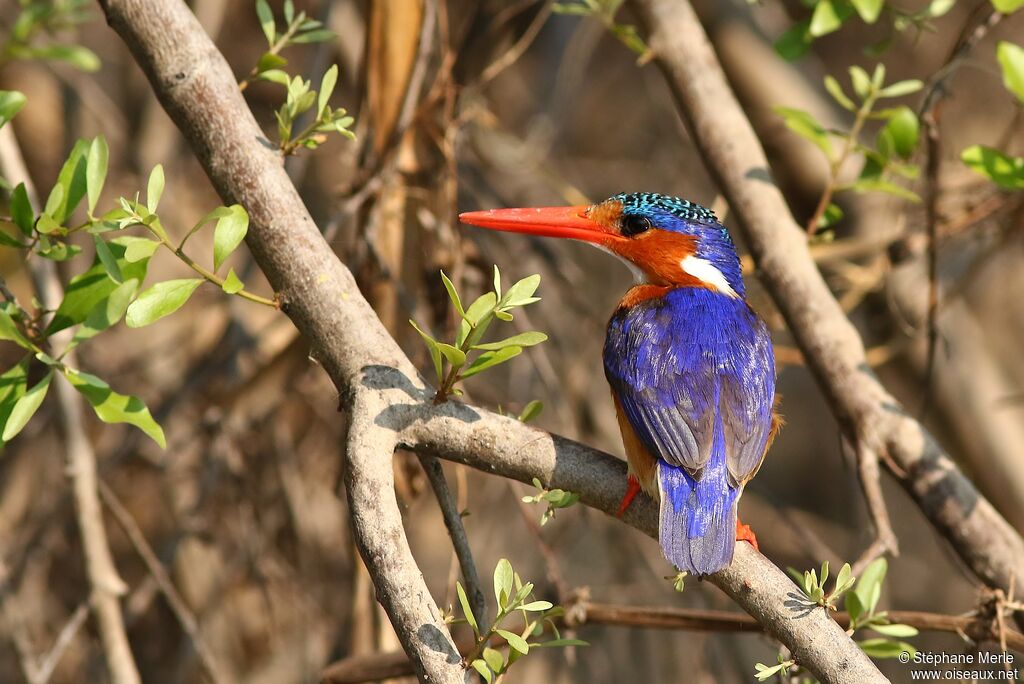 Malachite Kingfisher