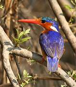 Malachite Kingfisher