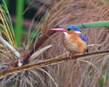 Malachite Kingfisher