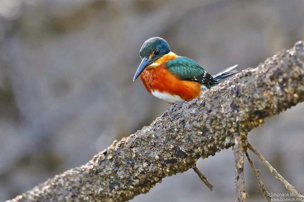 American Pygmy Kingfisher male adult