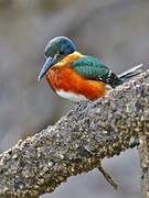 American Pygmy Kingfisher