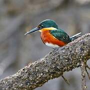 American Pygmy Kingfisher